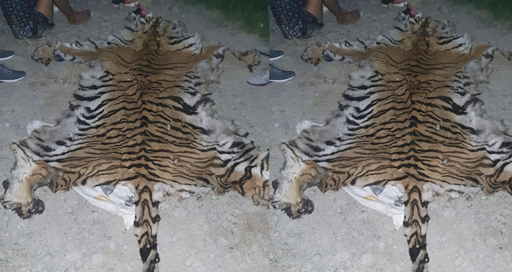 Two arrested with tiger skin in Kailali