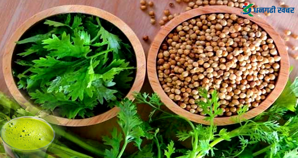 यी हुन् हरियो धनियाँ खानुका फाइदाहरु…
