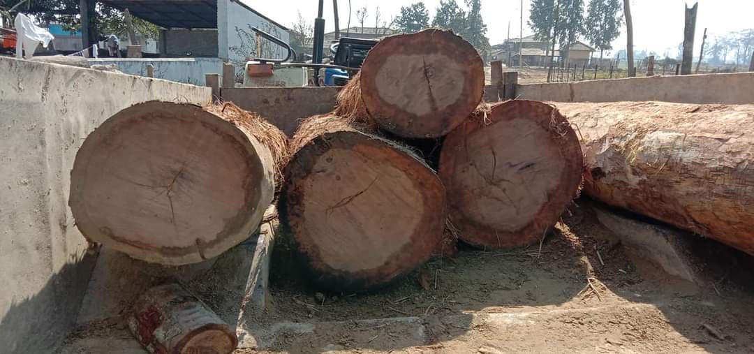 कैलालीमा अवैध काठ बरामद