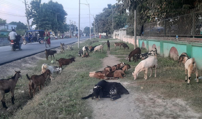 दशैको बेला सुदुरपश्चिमका पहाडि भेग बाट तराईमा पुग्दापनि खसीबोका बिक्री  नभएको किसानको गुनासो