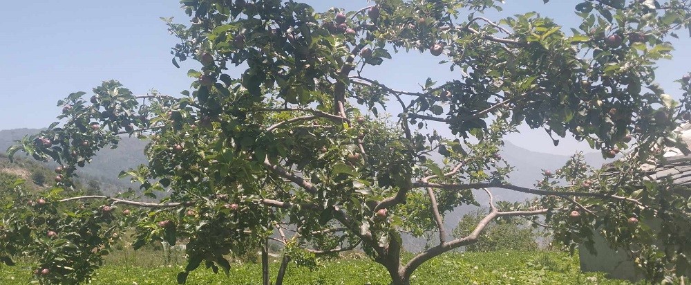 बाजुराका पाण्डुसैनवासी स्याउ खेतीबाट आत्मनिर्भर बन्दै